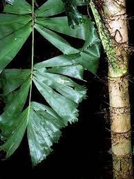 horrida - Aiphanes horrida leaf.jpeg