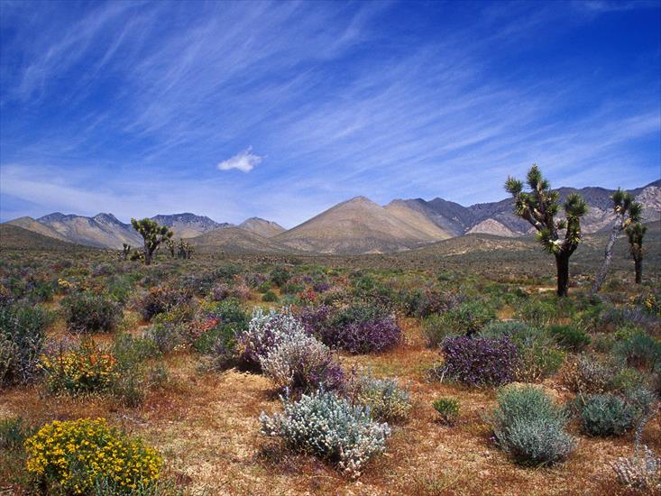 Góry - Desert_Bloom.jpg