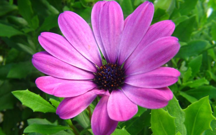 full hd - 01214_purpleflower_2560x1600.jpg