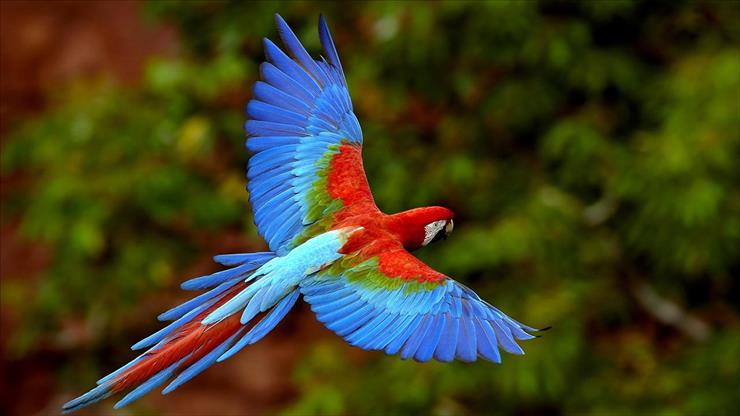OBRAZY-GIFY NIEPOSEGREGOWANE - red_macaw-1920x1080.jpg