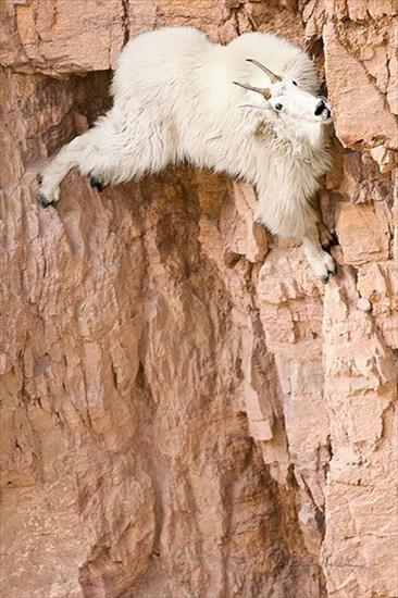 kozice - mountain-goat02.jpg